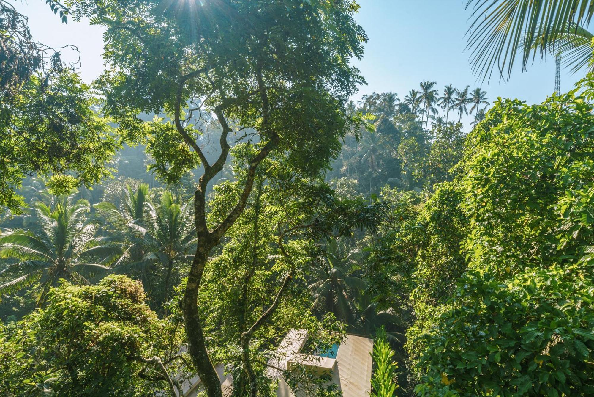 Kanva Ubud Tegallalang  Szoba fotó